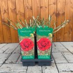 Ruža popínavá (Rosa rampicante) ´GRÜSS AUS STE´ - výška 10-20 cm, P11